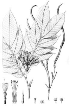 Inga edulis Ice Cream Bean, Monkey Tamarind Inga edulis Ice Cream Bean, Monkey Tamarind